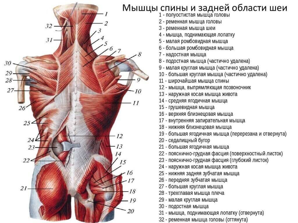 glubokie-myshczy-spiny